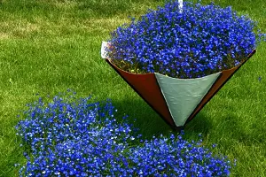 Lobelia în peisaj de design 19 soiuri cunoscute cu fotografii