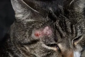 Ótvar macska fotó, tünetei és kezelése veszélyes betegségek