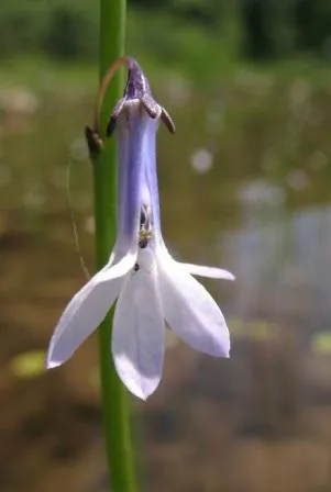 plantare și îngrijire Lobelia foto