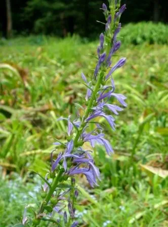 plantare și îngrijire Lobelia foto