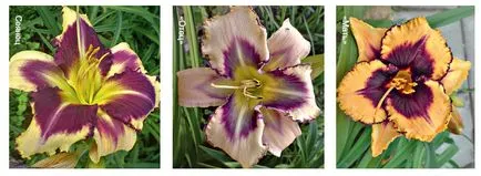 Daylilies растящи в подбора