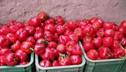 A legjobb fajta paprika üvegházban Szibériában