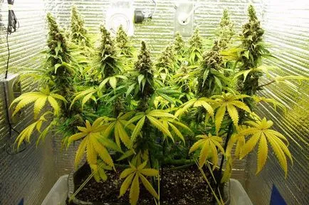 LST, FIM, scrog, SOG - методи за контрол на височината на конопа