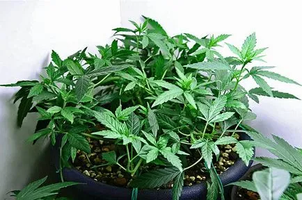 LST, FIM, scrog, SOG - методи за контрол на височината на конопа