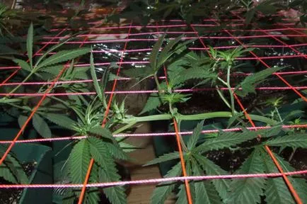 LST, FIM, scrog, SOG - metode de control al înălțimii cânepii