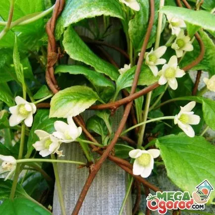Lemongrass frumusețea irezistibilă de flori și fructe utile
