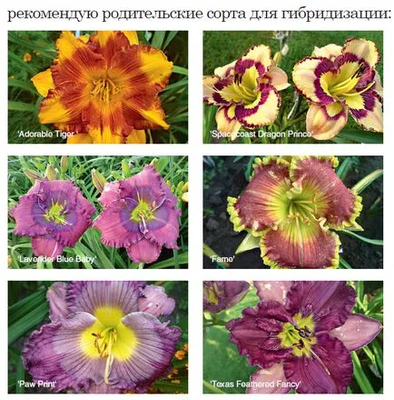 Daylilies растящи в подбора