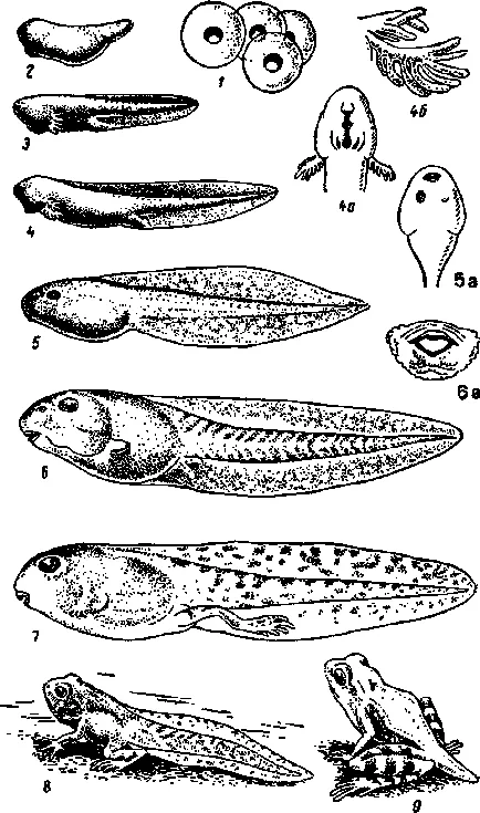 Ларвата и метаморфоза на жабата