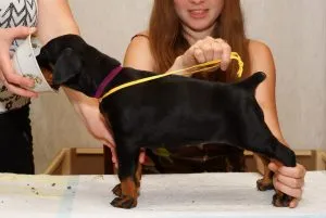Маламут обучение на кученца ми кученца