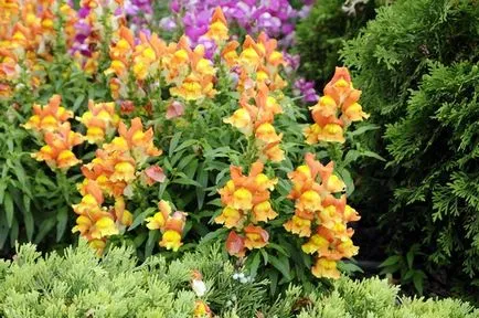 Snapdragon (Antirrhinum), plantare, îngrijire, creștere din semințe, răsaduri atunci când plantate mulți ani