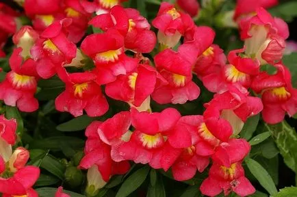 Snapdragon (Antirrhinum), plantare, îngrijire, creștere din semințe, răsaduri atunci când plantate mulți ani