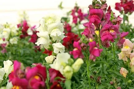 Snapdragon (Antirrhinumból), ültetés, gondozás, egyre nagyobb a mag, csemete elültetett sok éve