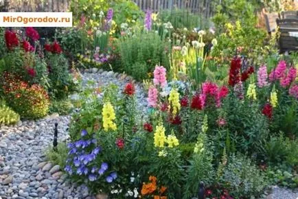 Snapdragon - instrucțiuni de creștere flowerbeds elegante