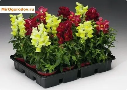 Snapdragon - instrucțiuni de creștere flowerbeds elegante