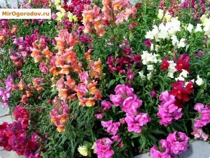 Snapdragon - instrucțiuni de creștere flowerbeds elegante