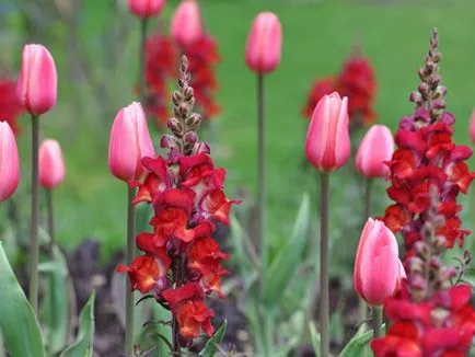 Snapdragon (Antirrhinum), plantare, îngrijire, creștere din semințe, răsaduri atunci când plantate mulți ani