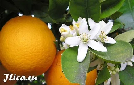 Neroli маски за лице и 6 мнения дома