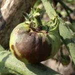 Bluestone de la Phytophthora la tomate cum să se aplice