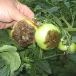 Bluestone de la Phytophthora la tomate cum să se aplice