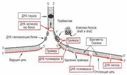 Матрицата биосинтеза - studopediya