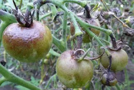 Bluestone de la Phytophthora la tomate cum să se aplice