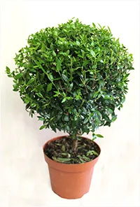 Myrtus communis