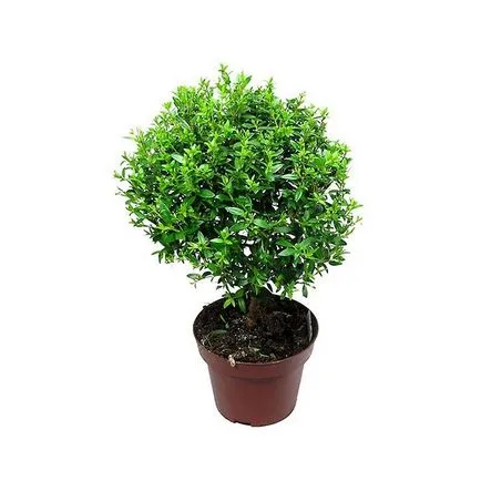 Myrtus Communis