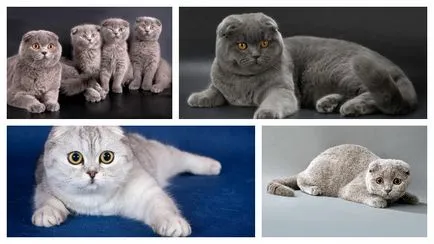 Scottish fold macska etetés és különös gondossággal