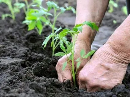 Fertilizare Uree pentru tomate