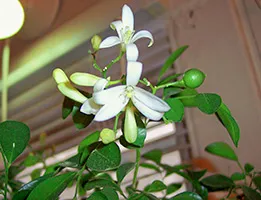 Murayya paniculata cultivare, îngrijire, soiuri și de reproducție