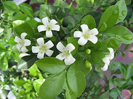 Murayya paniculata cultivare, îngrijire, soiuri și de reproducție