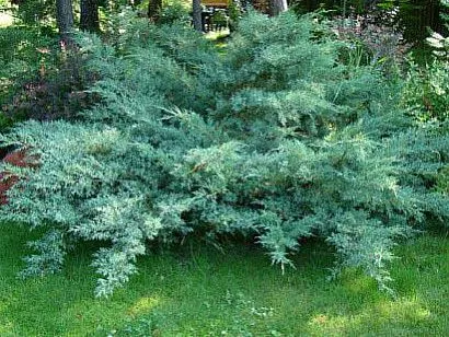 Juniper, plantare și îngrijire - tipurile și fotografii