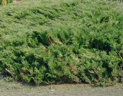 Juniper, plantare și îngrijire - tipurile și fotografii