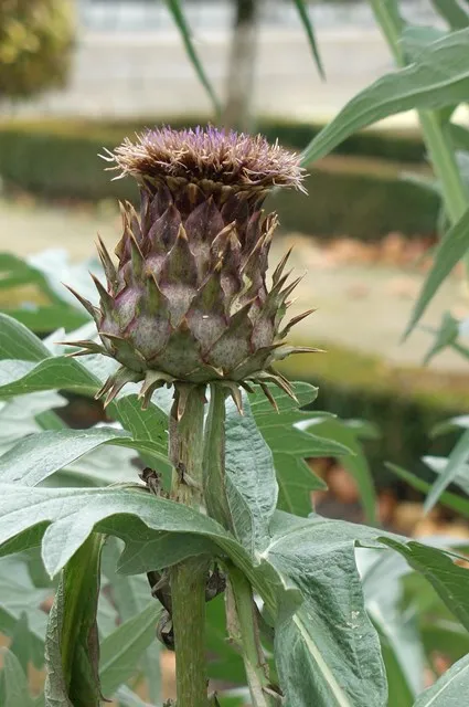 Este posibil să crească anghinare în zona de grădină din centrul România