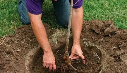 Milyen messze növény almafák, ha ültetés a kertben egymástól