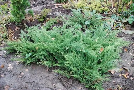 Juniper в ландшафтния дизайн, съвети