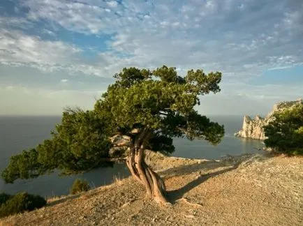 Juniper в ландшафтния дизайн, съвети