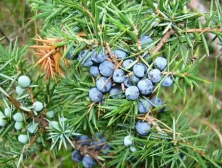 Juniper в ландшафтния дизайн, съвети