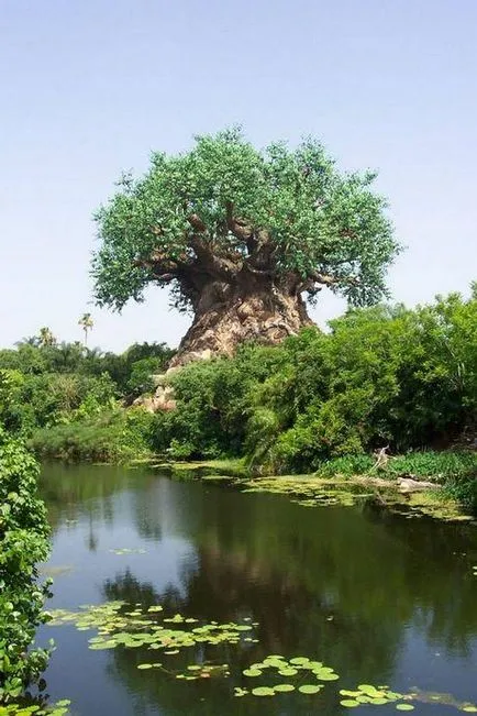 Ez a folyó Limpopo és mesés fa, érdekes tények, egy egyedülálló helyen, lenyűgöző gyönyörű