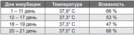 Nem köldök rajzolt csirkék