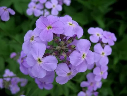 Noapte Violet - Mattioli și gesperis