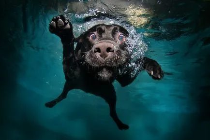Terra Nova Terra Nova Fotografii, descriere rasa cu imagini de câini