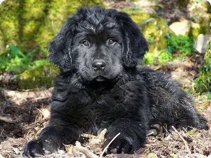 Newfoundland Newfoundland fajta kutya képek