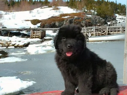Newfoundland fotókat Newfoundland, fajta leírás képekkel a kutyák