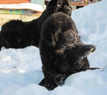 Newfoundland fotókat Newfoundland, fajta leírás képekkel a kutyák