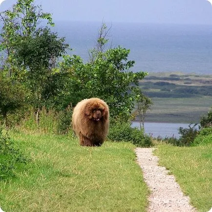 Newfoundland Newfoundland fajta kutya képek