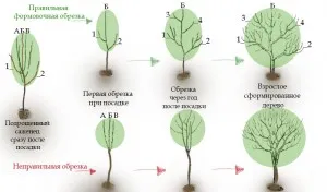 Circuit de vară Tunderea pere, video pentru incepatori