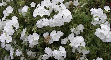 Phlox anual - o descriere și fotografie soiurilor Drummond și ploaie stele, de plantare și îngrijire, iar prețul semințelor