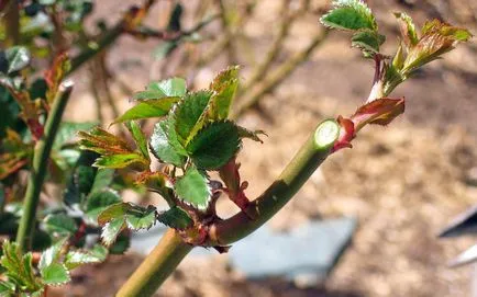 Metszés rózsa télen - 30 fotó példák megfelelő előkészítése rózsák téli