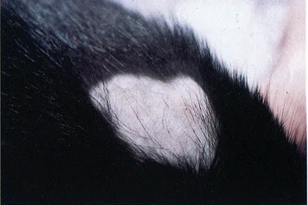 Alopecia areata la câini și pisici, medicul veterinar